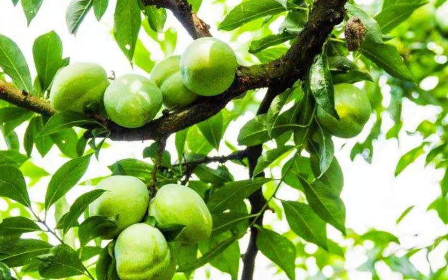 果树用兔粪还是羊粪好