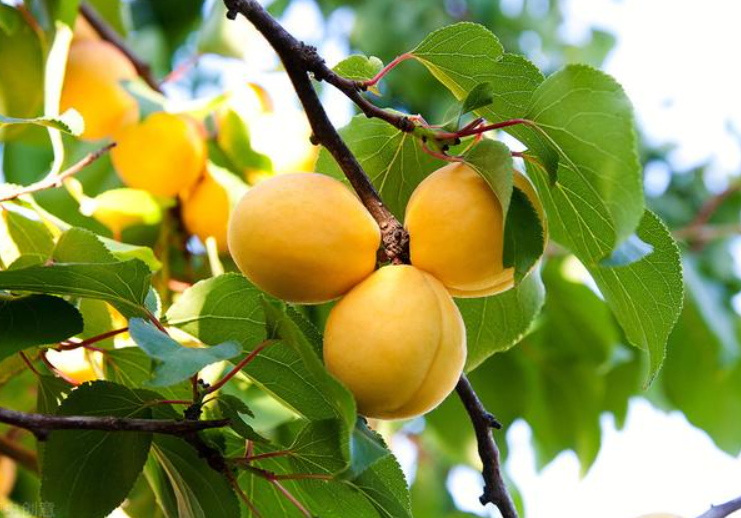 用种子种出来的果树结果吗