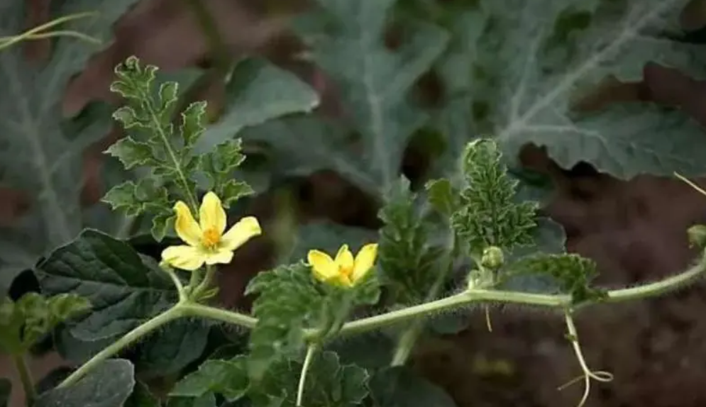 西瓜开花期应注意什么