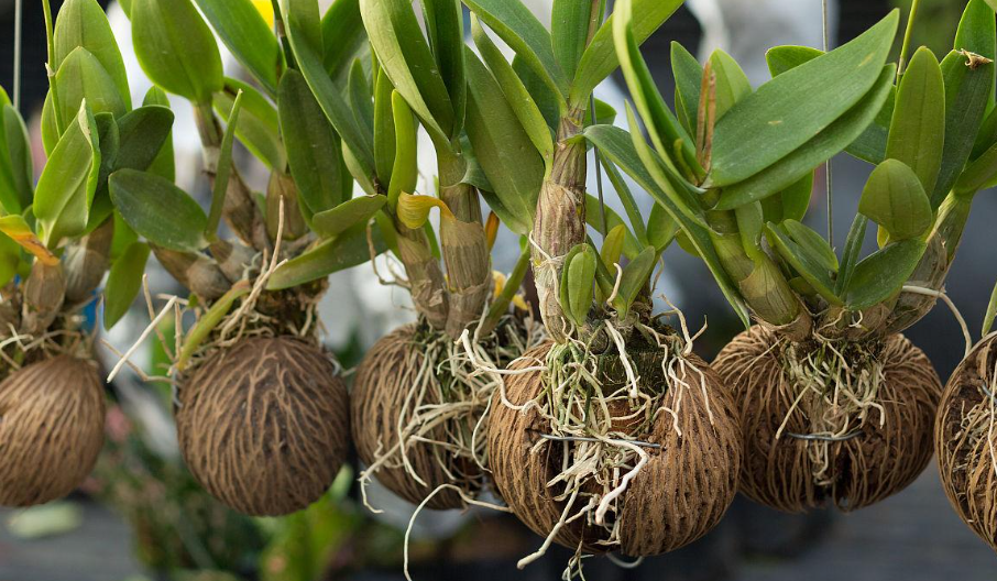 椰壳种兰花有什么好处