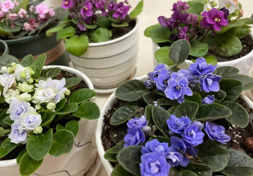 非洲堇小苗一般多久开花