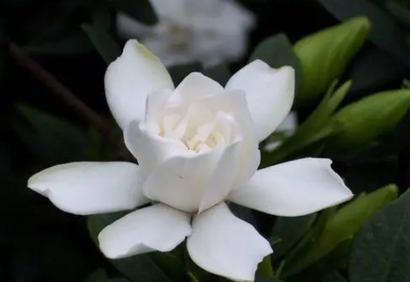 栀子花换盆方法和注意事项