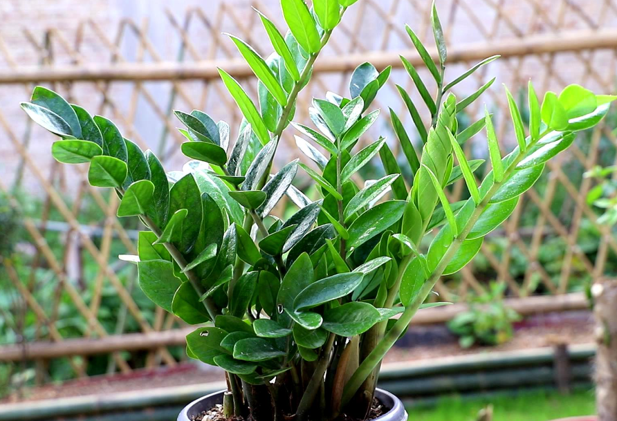 金钱树能用茶叶水浇吗