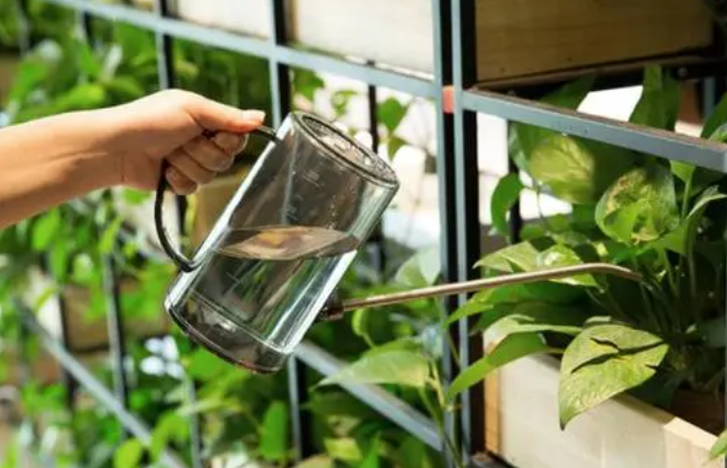 茶水浇花到底好不好