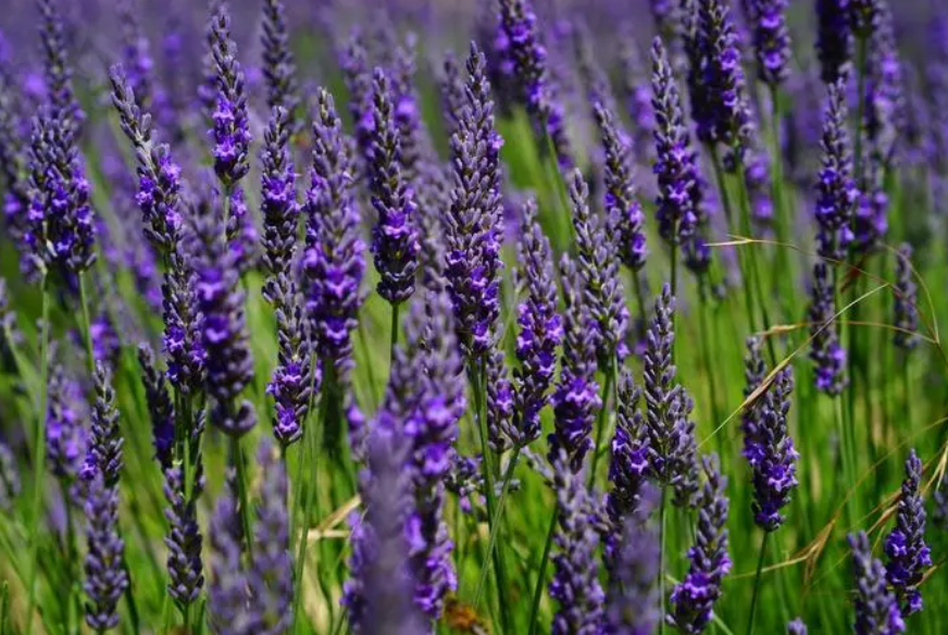 烟丝里可以加什么花