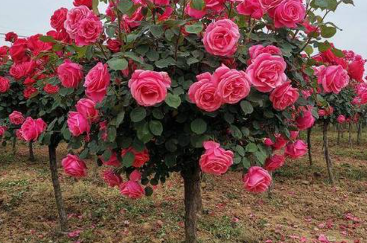 树状月季什么时候栽成活率高