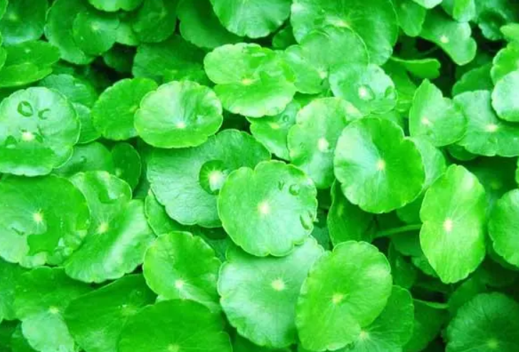 阳台养十种花最好旺财