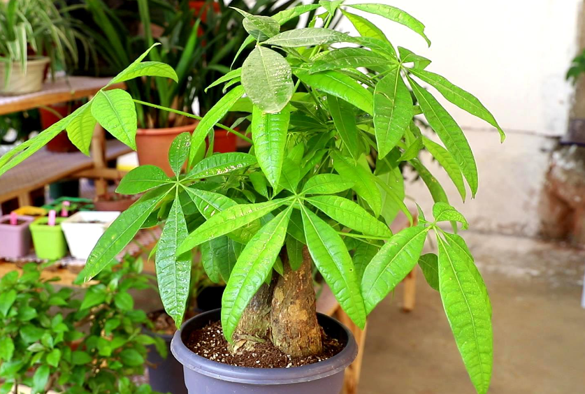 发财树用尿素好还是复合肥好