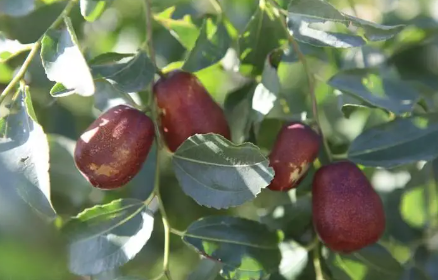 枣树喜欢酸性还是碱性