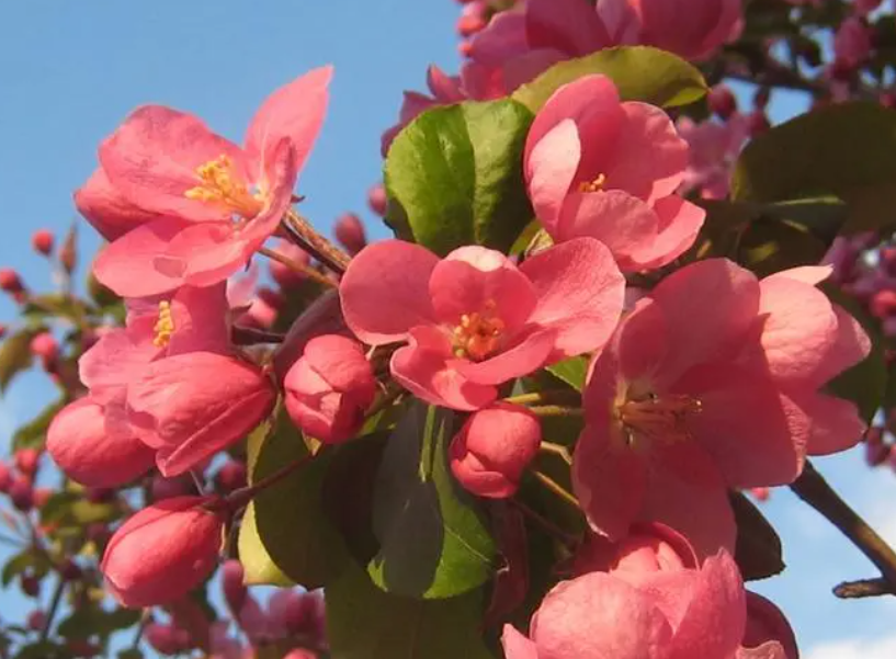 海棠花的外形和特征
