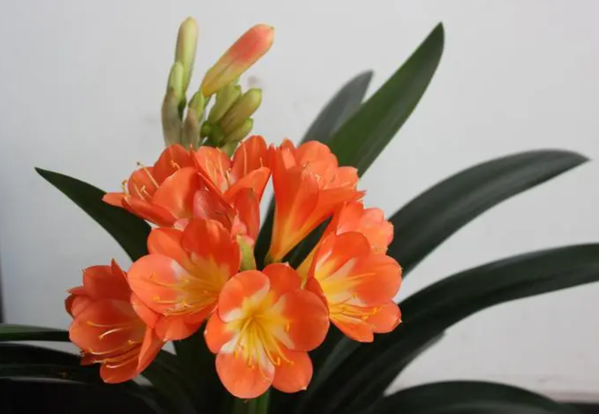 君子兰花盆太深怎么办