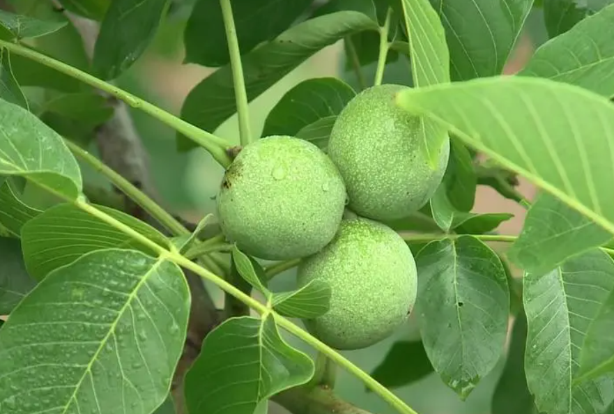 核桃树怎么修剪结果多