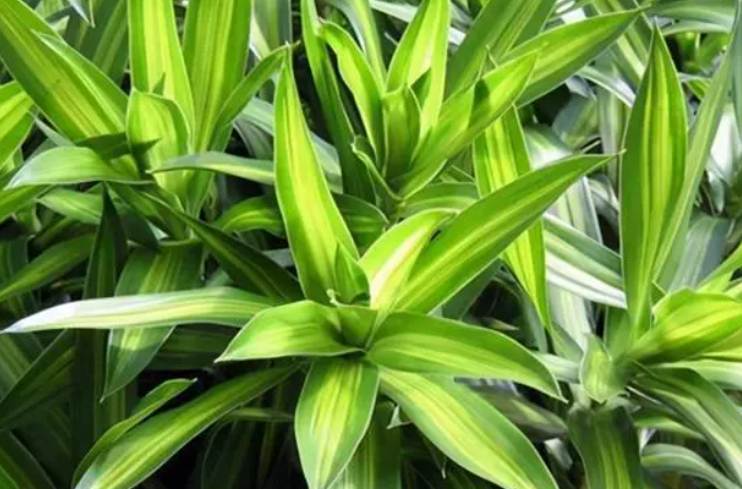 百合竹开花暗示什么