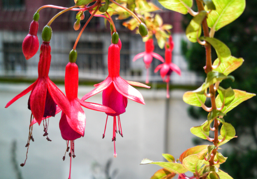 灯笼花什么时候扦插