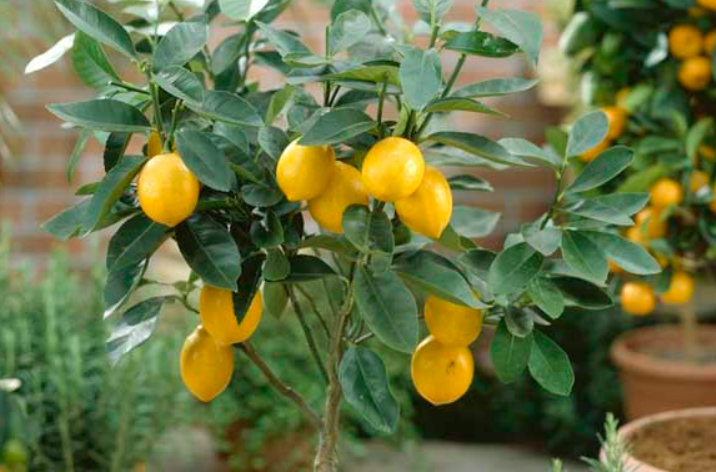 家里可不可以种柠檬树