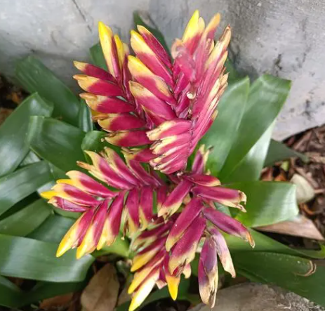 龙骨瓣丽穗兰开花后怎么处理