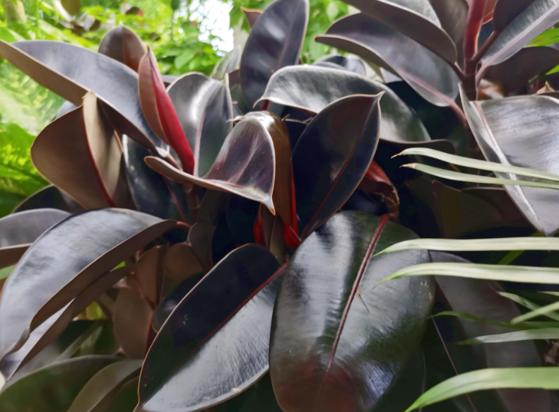 橡皮树的养殖方法和注意事项