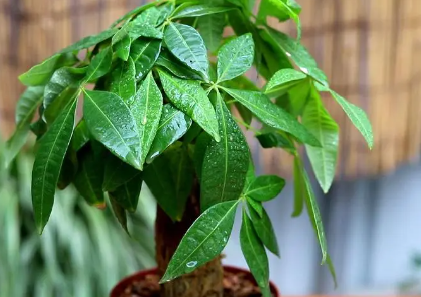 发财树什么时候修剪比较好