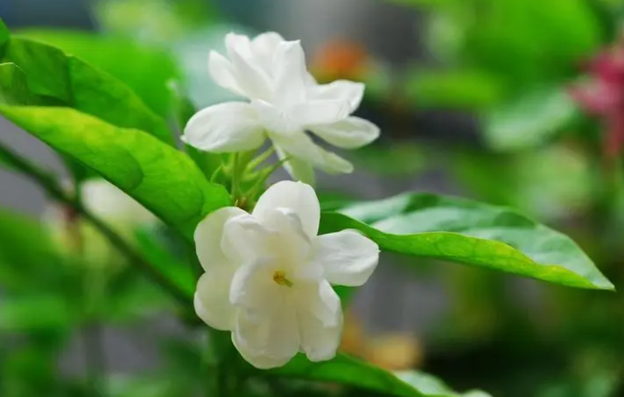 茉莉怎样剪枝才能多开花