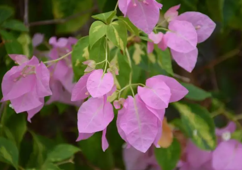 叶子花和三角梅的区别