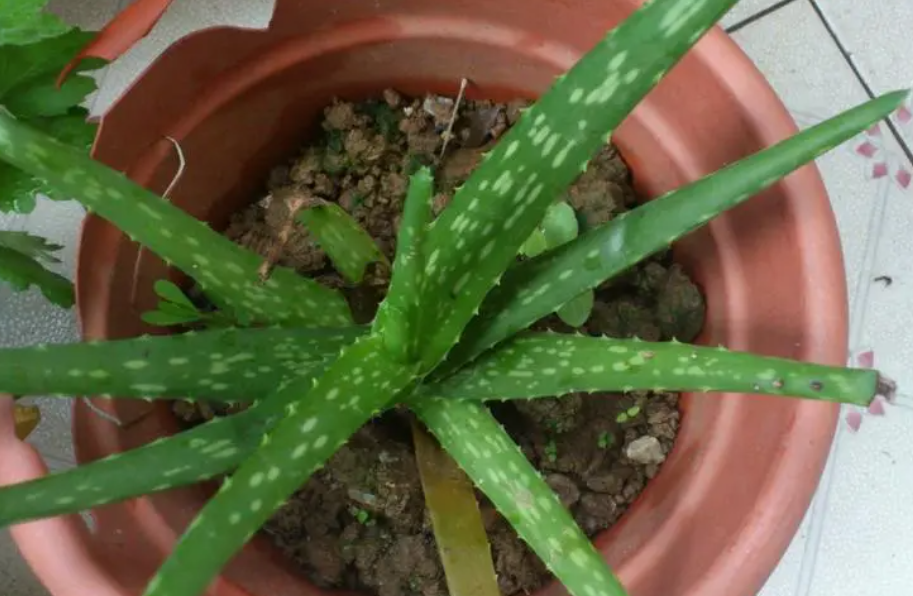 芦荟用什么花盆养好看