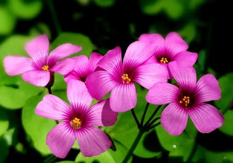 酢浆草什么时候开花