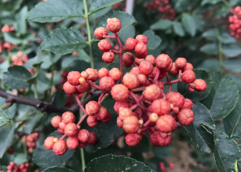 花椒籽的适宜温度