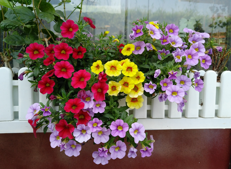 舞春花在什么时候修剪