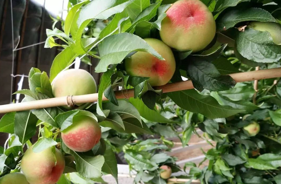 家门口种桃树的禁忌