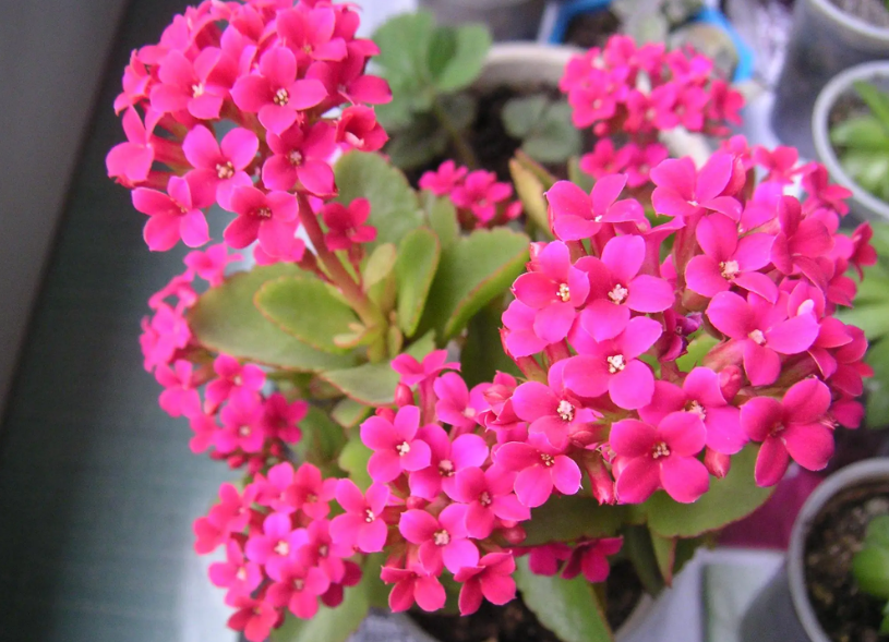 长寿花秋天可以修剪吗