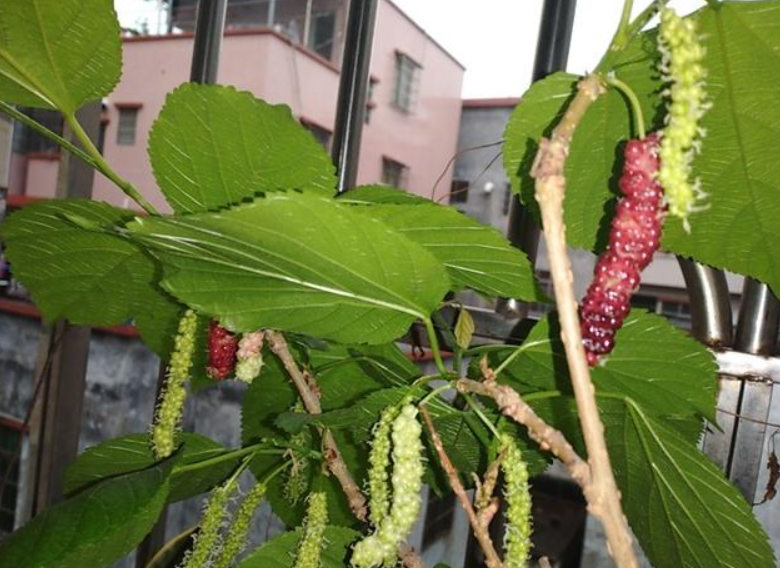 家种桑树有什么寓意吗