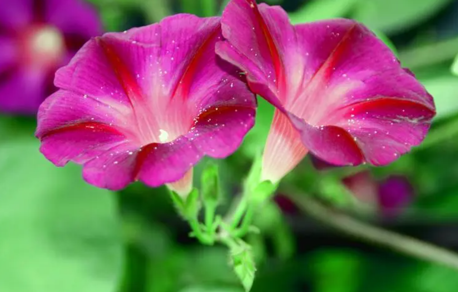 牵牛花人为向下爬有影响开花吗