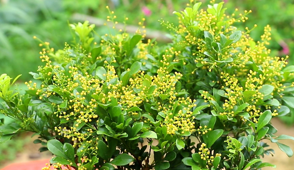 米兰花用什么肥料最好