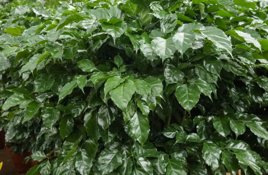 绿宝树能净化空气吗