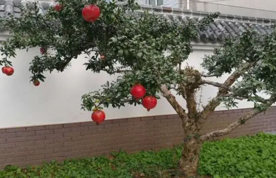 裸根石榴树能栽活吗