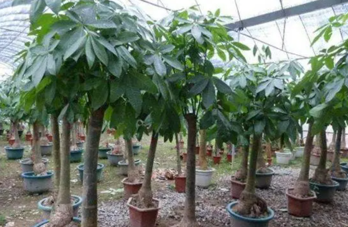 大发财树怎么种植方法