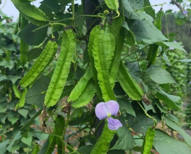 四角豆种植多久可以开花结果