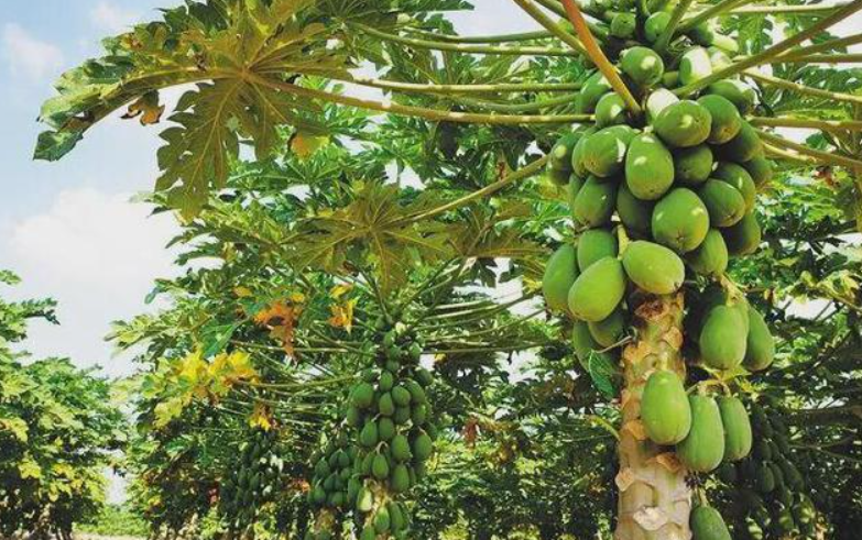 冬天木瓜树怎么耐寒