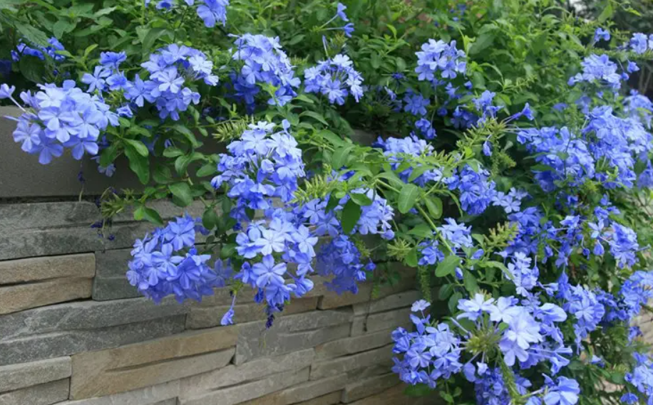 蓝雪花爬藤的正确方法