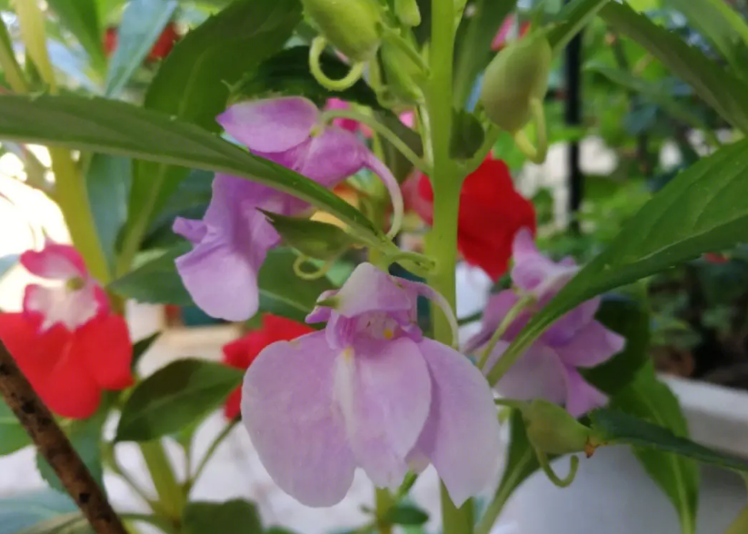 凤仙花是属于什么植物