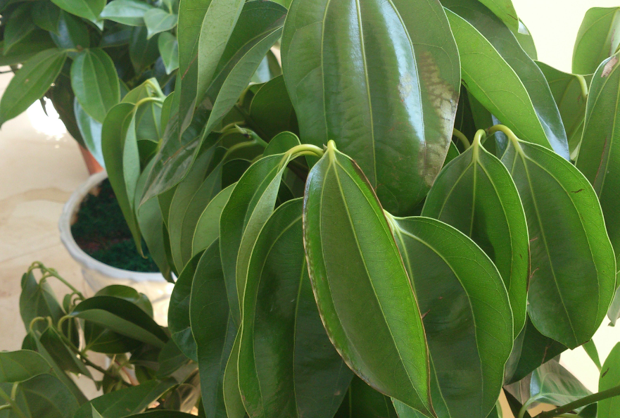 平安树秋天可以换土吗