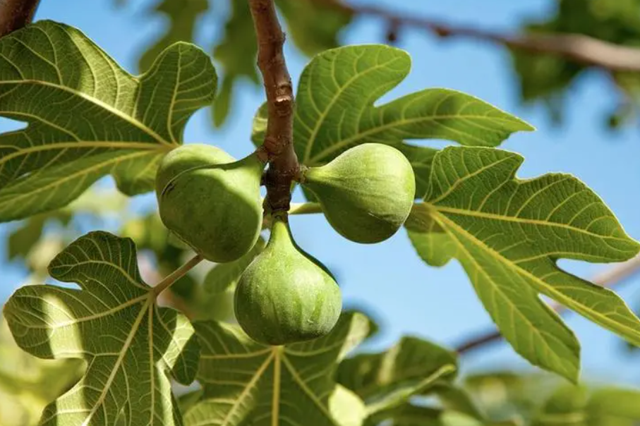 无花果树如何修整枝