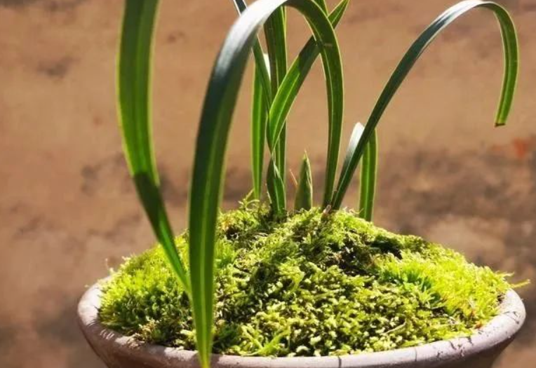 苔藓种兰花注意事项