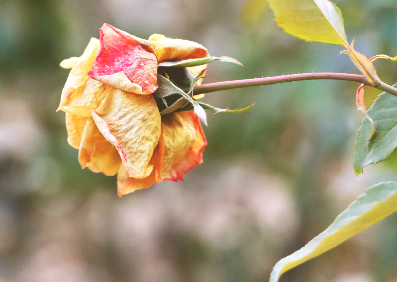 枯萎的花埋在盆里能当肥料吗