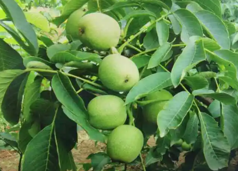 核桃树怎么才能结果