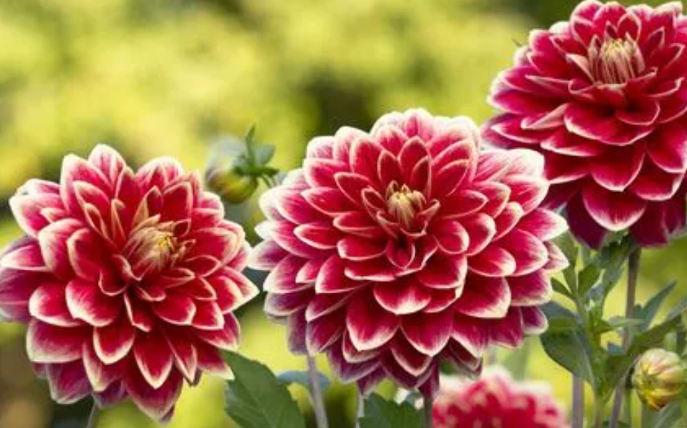 大丽花容易养活吗