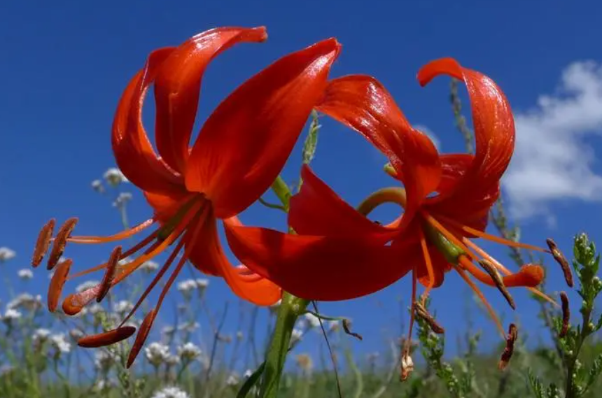 跟水仙花很像的叫什么