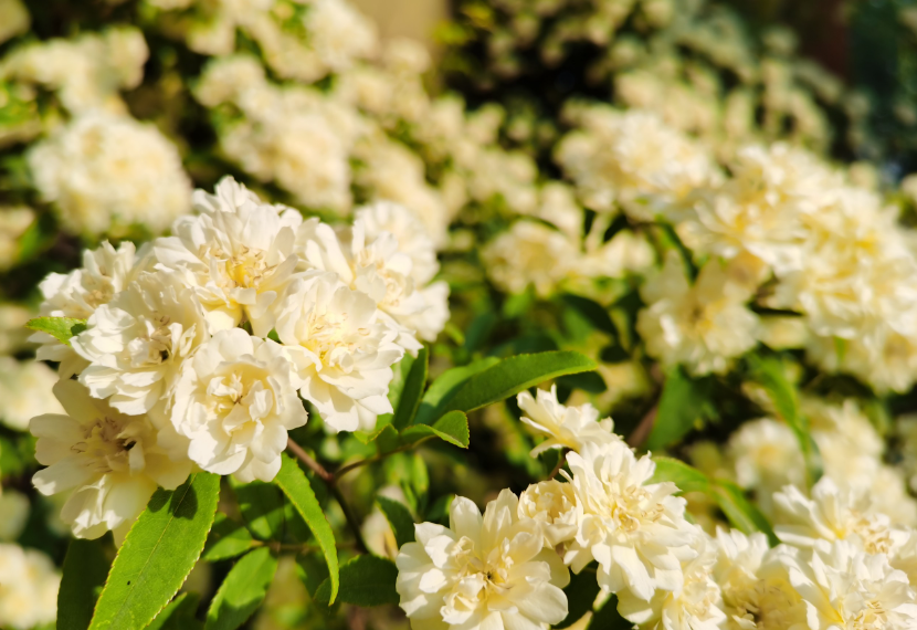 木香花什么时候修剪最好