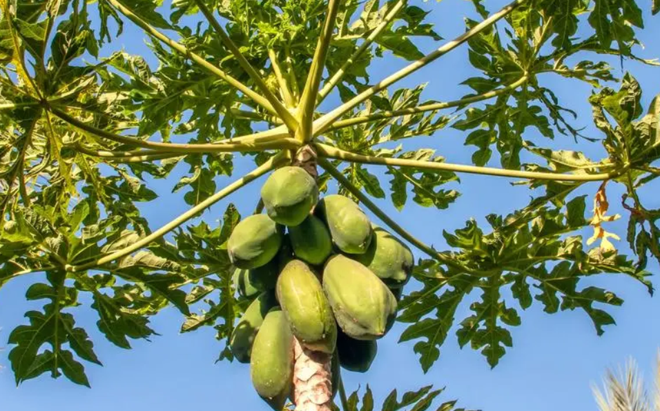 木瓜树的生长环境要求