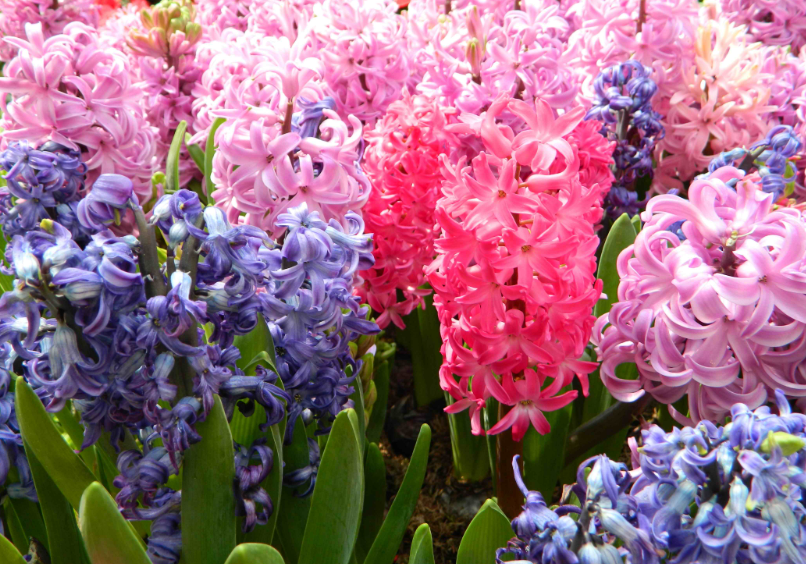 风信子第二年还能开花吗